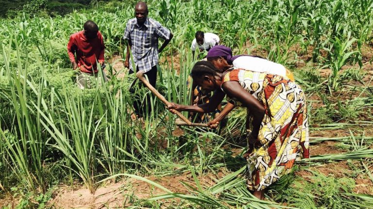 Le CNCD-11 11 11 en RDC : la chenille et l’éléphant blanc