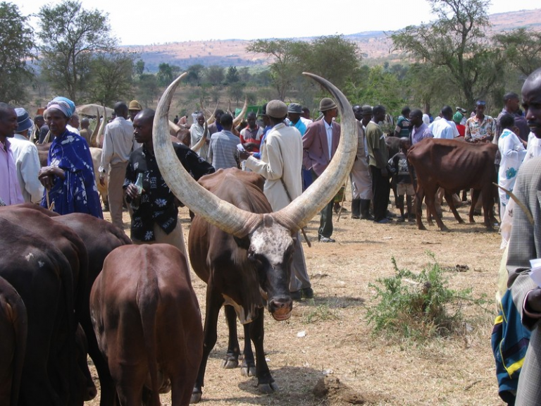 RDC : Vives inquiétudes dans le Kwango avec une présence insolite des éleveurs et des vaches rwandais