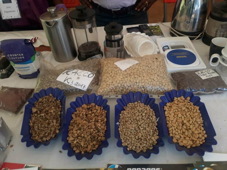 BUKAVU : « Saveur du Kivu », une Opportunité d’Affaires pour les Caféiculteurs Congolais