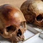 <strong>Collection coloniale : trois crânes humains mis en vente publique à Bruxelles [SOCIETE]</strong>