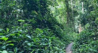 Le WWF recense 742 nouvelles espèces dans le bassin du Congo [ENVIRONNEMENT]