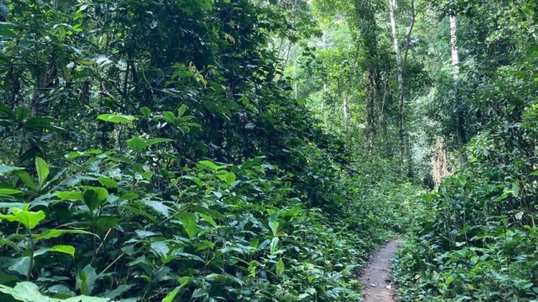 Le WWF recense 742 nouvelles espèces dans le bassin du Congo [ENVIRONNEMENT]